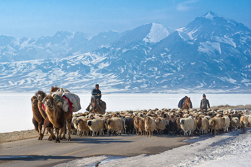 8.一切准备就绪后，一批批的哈萨克族牧民赶着畜群，踏上漫长的迁徙之路。.jpg