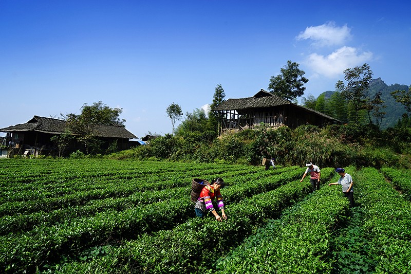 芭蕉村里采茶的茶农--摄影-钟庆顺--4M.jpg