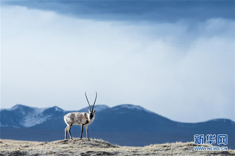 8.一只藏羚羊在青海可可西里地区觅食（2015年5月19日摄）。 新华社记者 吴刚 摄.jpg