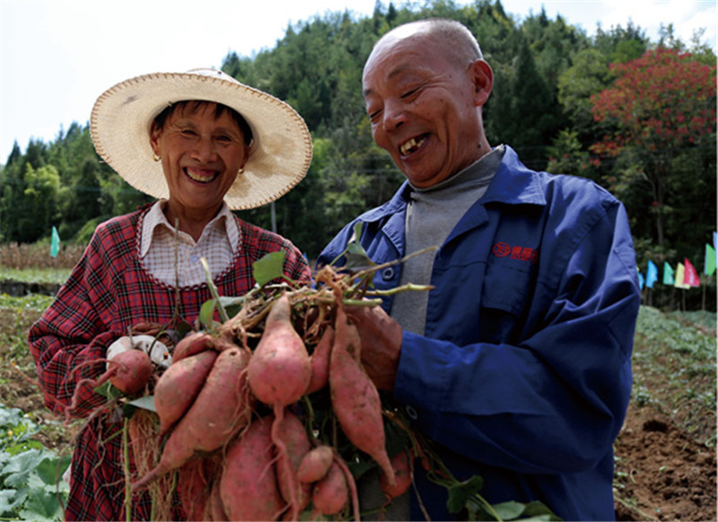 3. 槐坦村的“红三蜜薯”喜获丰收 向继武 摄_副本.jpg