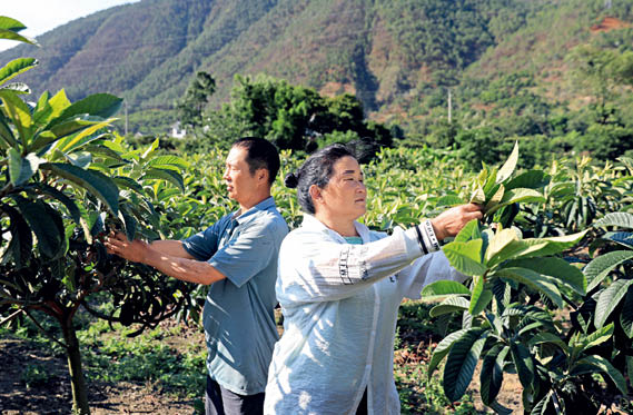 凉山州德昌县乐跃镇高丰村村民在给枇杷树定枝___中新社记者_王磊_摄.jpg